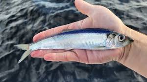 Image result for Clupea pallasii