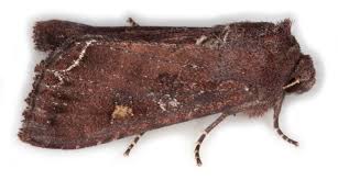 Attēlu rezultāti vaicājumam “Lacanobia oleracea”