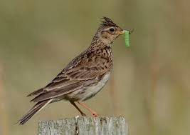 Image result for Alauda arvensis