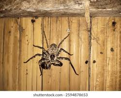 Attēlu rezultāti vaicājumam “Lycosidae”