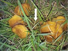 Attēlu rezultāti vaicājumam “Suillus granulatus”
