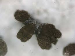 Attēlu rezultāti vaicājumam “Chaenotheca ferruginea”