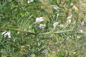 Attēlu rezultāti vaicājumam “Vicia hirsuta flower”