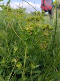 Attēlu rezultāti vaicājumam “Euphorbia palustris fruit”