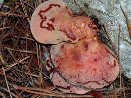 Attēlu rezultāti vaicājumam “Fistulina hepatica”