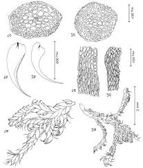 Attēlu rezultāti vaicājumam “Sciuro-hypnum curtum sporophyte”
