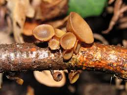 Attēlu rezultāti vaicājumam “Rutstroemia firma”