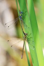 Attēlu rezultāti vaicājumam “Lestes dryas”