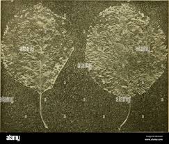 Attēlu rezultāti vaicājumam “Eriophyes padi”