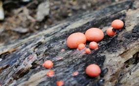 Attēlu rezultāti vaicājumam “Lycogala ustulatum macro”