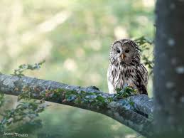 Attēlu rezultāti vaicājumam “Strix uralensis adult”