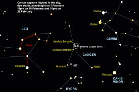 Image result for Cancer borealis