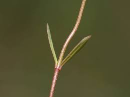 Attēlu rezultāti vaicājumam “Linum catharticum fruit”