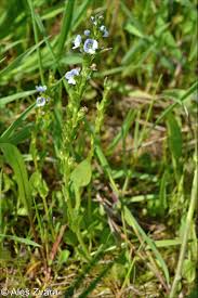 Attēlu rezultāti vaicājumam “Veronica serpyllifolia bud”