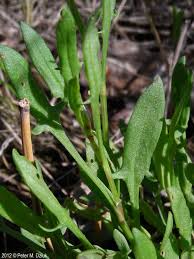 Attēlu rezultāti vaicājumam “Rumex acetosella leaf”
