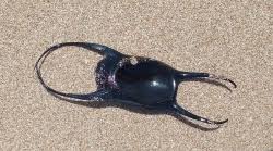 Image result for Leucoraja erinaceus