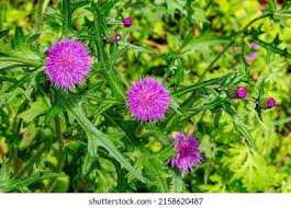 Attēlu rezultāti vaicājumam “Cirsium x rigens flower”