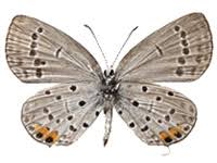 Attēlu rezultāti vaicājumam “Everes argiades”