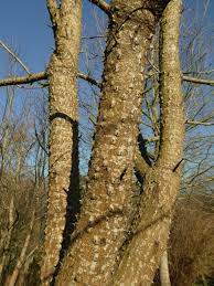 Attēlu rezultāti vaicājumam “Kalopanax septemlobus”