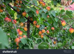 Attēlu rezultāti vaicājumam “Prunus armeniaca”