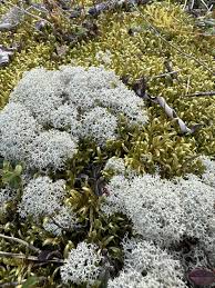 Attēlu rezultāti vaicājumam “Cladonia stellaris”