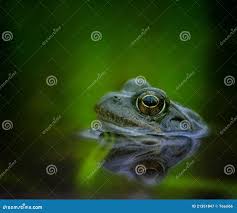 Attēlu rezultāti vaicājumam “Rana temporaria adult”