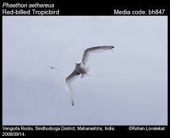 Image result for Phaethon aethereus