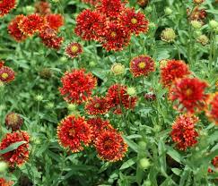 Image result for Gaillardia pulchella