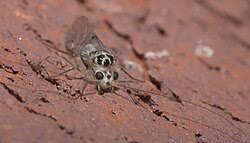 Attēlu rezultāti vaicājumam “Metylophorus nebulosus”