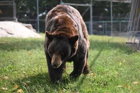 Image result for brown bear