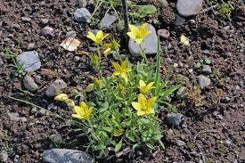 Attēlu rezultāti vaicājumam “Saxifraga hirculus”