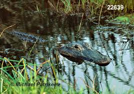 Image result for Alligator mississippiensis