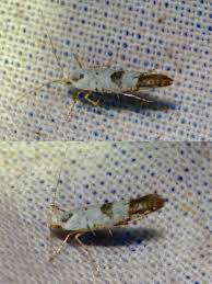 Attēlu rezultāti vaicājumam “Argyresthiidae”