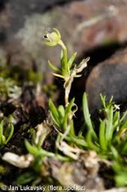 Attēlu rezultāti vaicājumam “Sagina procumbens fruit”