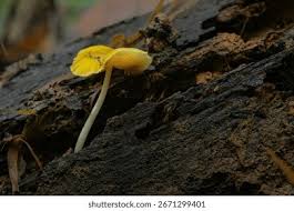 Attēlu rezultāti vaicājumam “Bolbitius vitellinus”