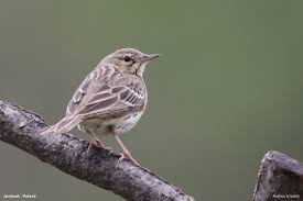 Attēlu rezultāti vaicājumam “Anthus trivialis”
