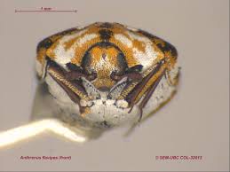 Attēlu rezultāti vaicājumam “Anthrenus sp. imago”