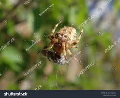 Attēlu rezultāti vaicājumam “Araneus diadematus female”