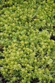 Image result for Sedum acre