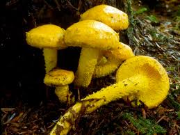 Attēlu rezultāti vaicājumam “Pholiota flammans”