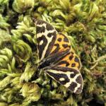 Attēlu rezultāti vaicājumam “Parasemia plantaginis female”