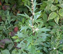 Image result for Artemisia vulgaris