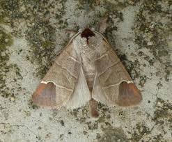 Attēlu rezultāti vaicājumam “Clostera curtula”