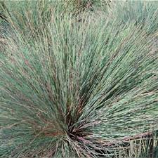 Attēlu rezultāti vaicājumam “Corynephorus canescens leaf”