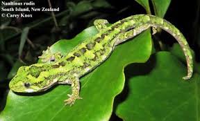 Attēlu rezultāti vaicājumam “Chara rudis”