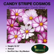 Image result for Cosmos bipinnatus
