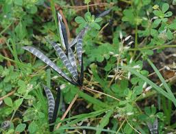 Attēlu rezultāti vaicājumam “Vicia angustifolia”