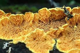 Attēlu rezultāti vaicājumam “Pseudomerulius aureus”