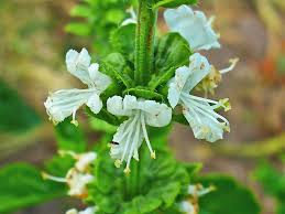 Image result for Ocimum basilicum