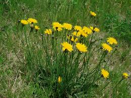 Attēlu rezultāti vaicājumam “Hypochaeris radicata”